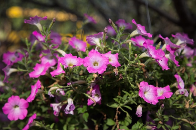 Pots de fleurs suspendus avec clôture