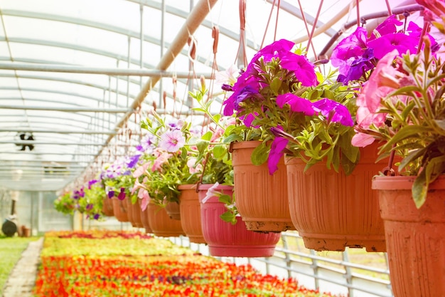 Des pots de fleurs suspendus dans une serre