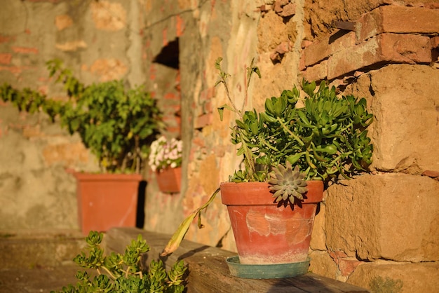 Pots à fleurs