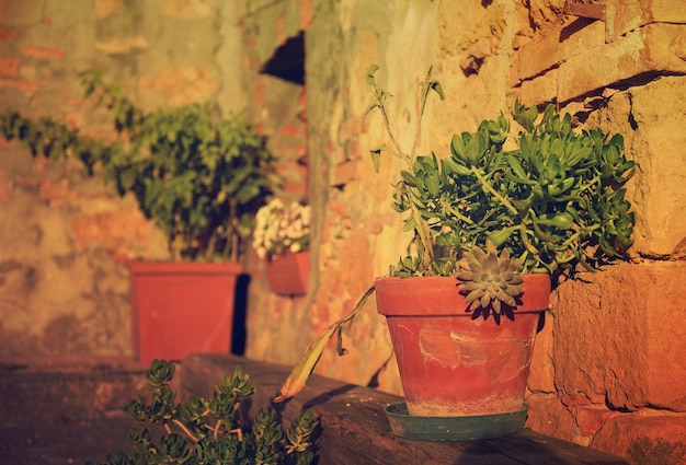 Pots à fleurs