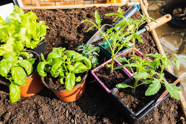 Pots de jeunes plants de légumes à repiquer au jardin au printemps