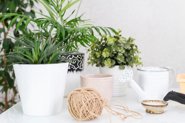 Pots de plantes d'intérieur et boîte sur une table blanche vue horizontale