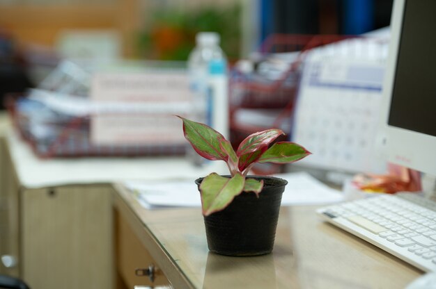 Photo des pots et des plantes sont placés sur le bureau au bureau.