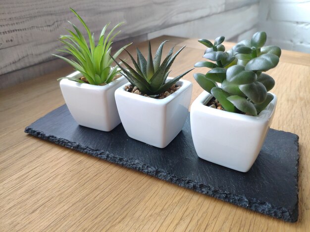 Pots de plantes succulentes sur une table en bois clair