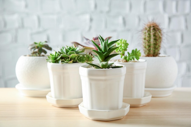 Pots de plantes succulentes sur table sur fond de mur de briques