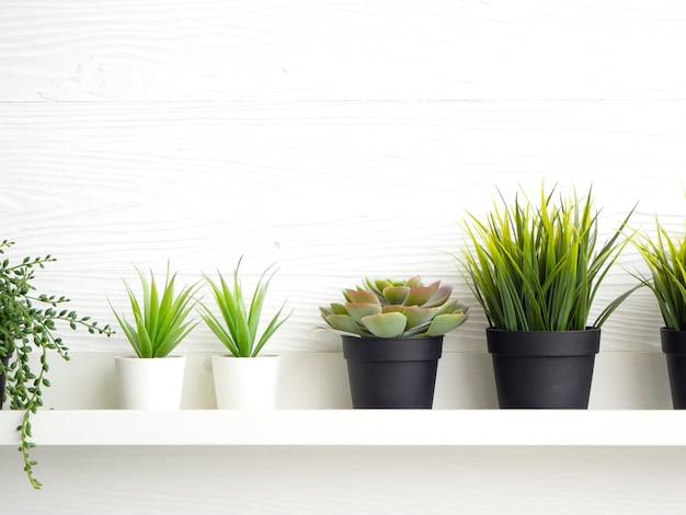 Pots avec des plantes succulentes sur la table