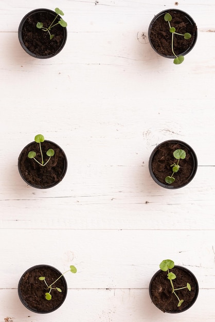 Pots en plastique noir avec germes sur un fond en bois blanc