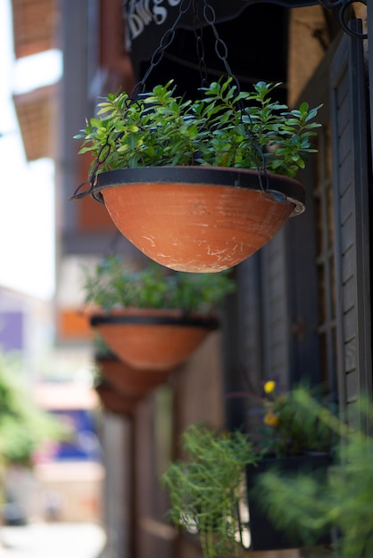 Photo des pots ronds en argile avec des plantes vertes fraîches sont suspendus dans la rue devant les fenêtres du café