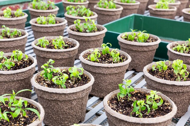 Pots Avec Des Semis Dans Le Jardin Botanique.