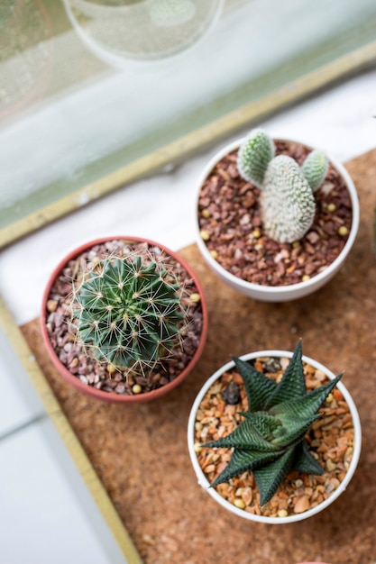 Pots succulents pour la décoration de la maison ou du bureau