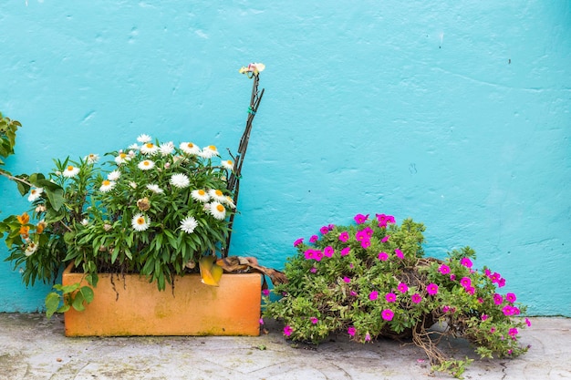 Pots sur le trottoir avec de belles fleurs