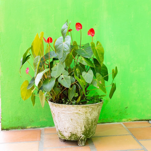 Pots sur le trottoir avec de belles fleurs