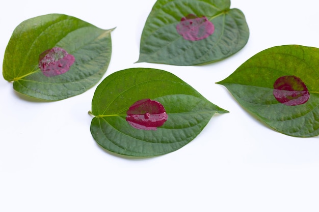 Poudre de chaux Cal sur feuilles de bétel