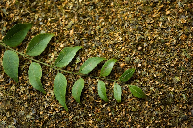 Photo poudre de feuilles de curry ou karivepaku ou karuveppilai podi