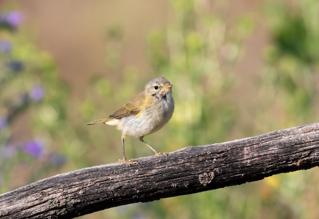 Pouillot commun Phylloscopus collybita Un jeune oiseau est assis sur une belle branche