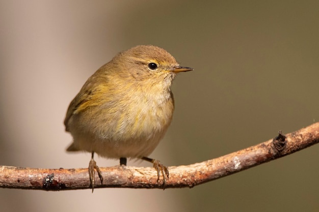 Pouillot commun Phylloscopus collybita Malaga Espagne