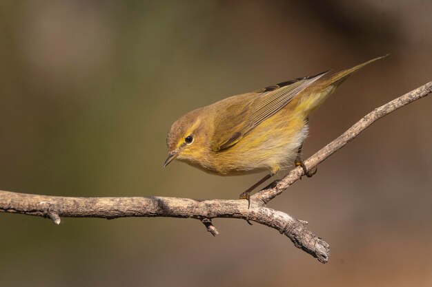 Pouillot commun Phylloscopus collybita Malaga Espagne