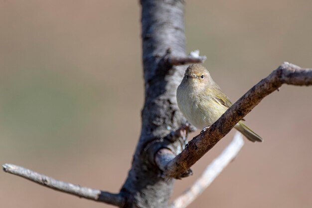 Pouillot commun Phylloscopus collybita Malaga Espagne