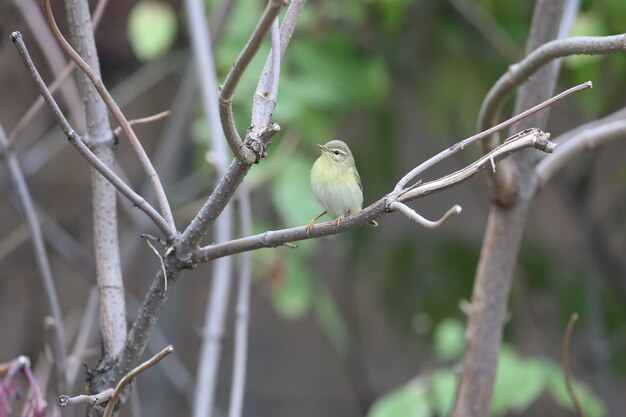 Le Pouillot commun (Phylloscopus collybita) en plumage d'hiver, un gros plan sur les branches avec des baies de sureau noir