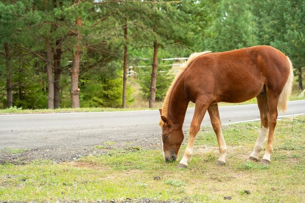 Un poulain brun mange de l'herbe au bord de la route. Mise au point sélective