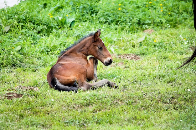 Poulain couché dans l&#39;herbe