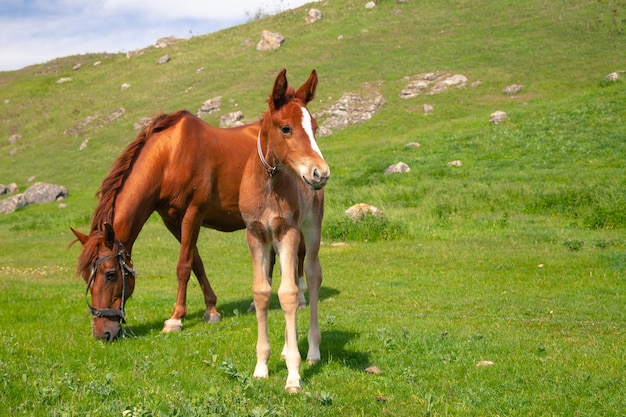 Un poulain rouge grignote de l'herbe à côté de sa mère