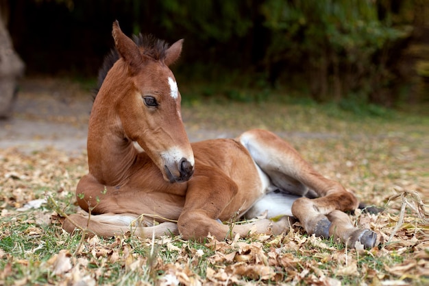 Le poulain se trouve sur l'herbe