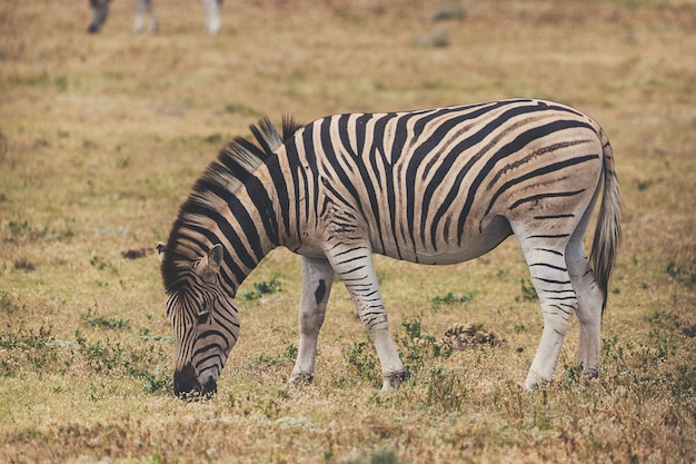 Poulain zèbre mange de l'herbe dans le parc national d'Addo, Afrique du Sud