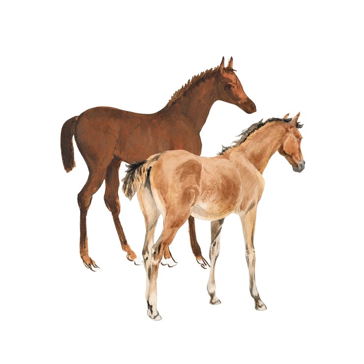 Photo des poulains de cheval png aquarelle fond transparent remixé par rawpixel