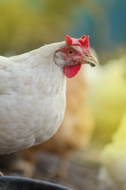 Poule blanche dans la ferme, coq vivant en liberté, poule leghorn blanche