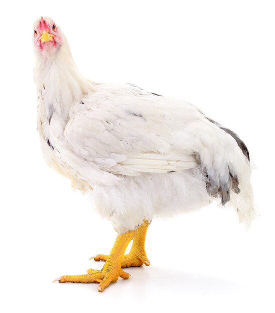 Poule blanche isolée sur blanc, tourné en studio