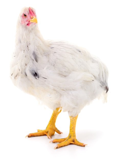 Poule blanche isolée sur blanc, tourné en studio