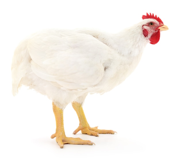 Poule blanche isolée sur fond blanc