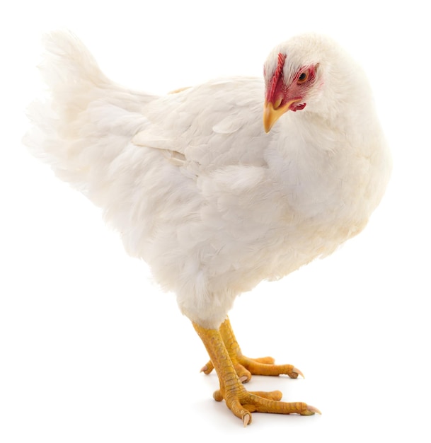 Poule blanche isolée