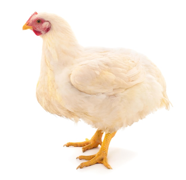 Poule blanche isolée