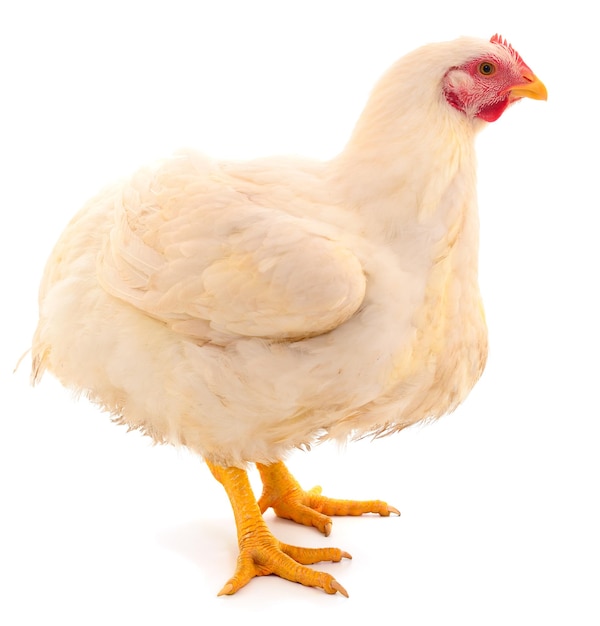 Poule blanche isolée