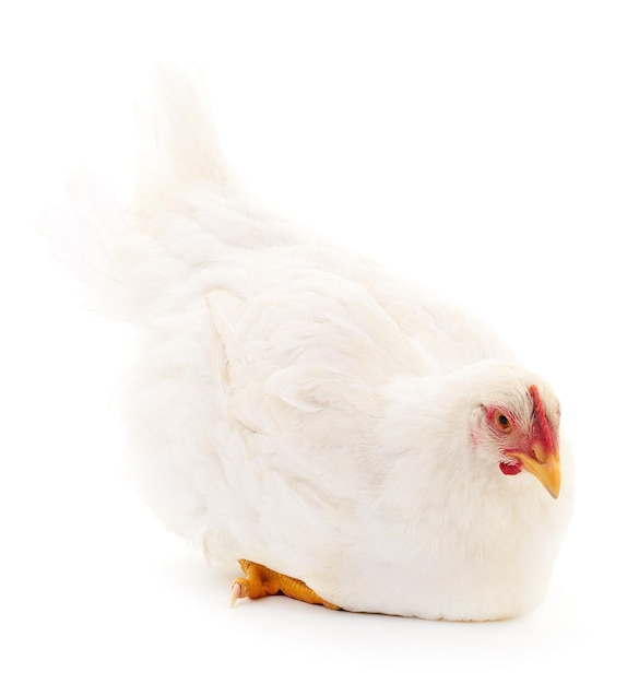 Poule blanche isolée