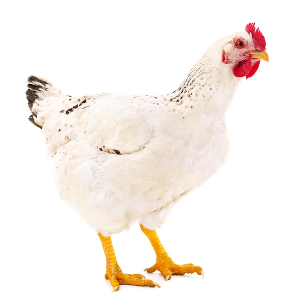 Poule blanche isolée