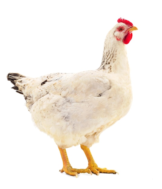 Poule blanche isolée