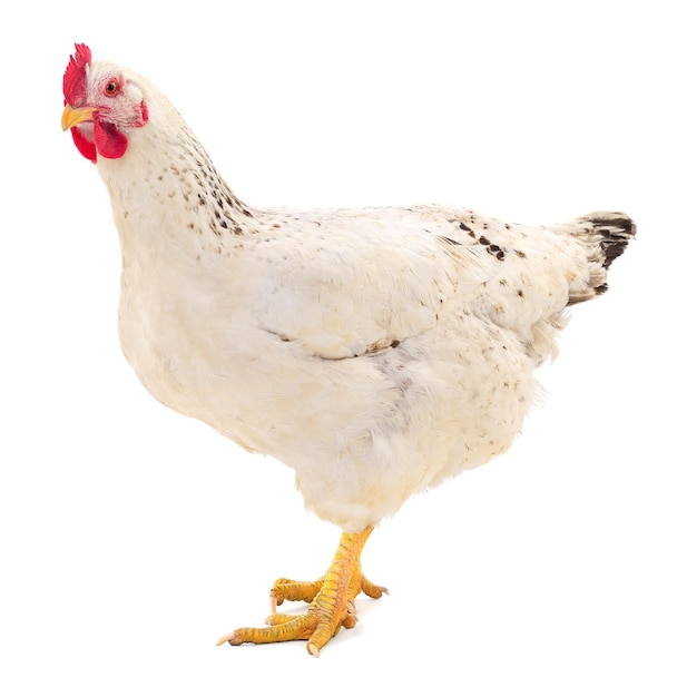 Poule blanche isolée