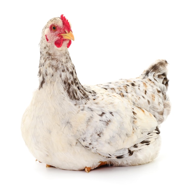 Poule blanche isolée