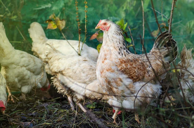 Poule blanche marchant dans une ferme