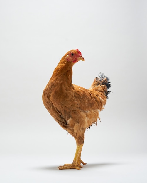 La poule brune est isolée sur un fond blanc.