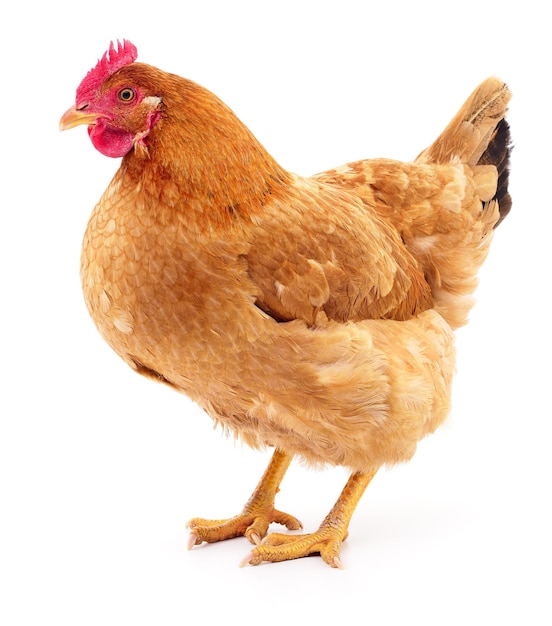 Photo poule brune isolée sur blanc, prise de vue en studio