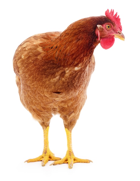 Poule Brune Isolée