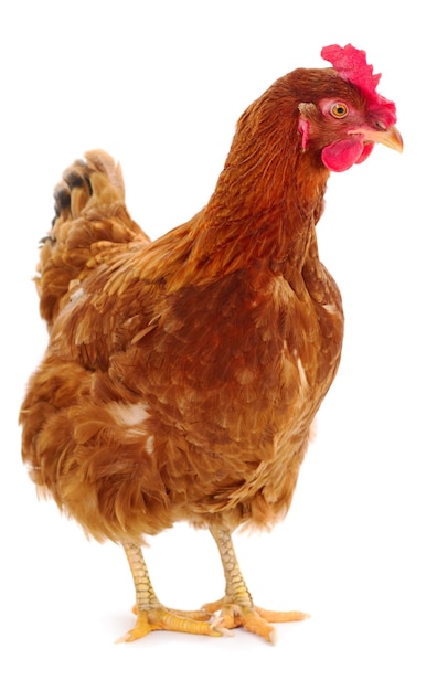 Poule brune isolée