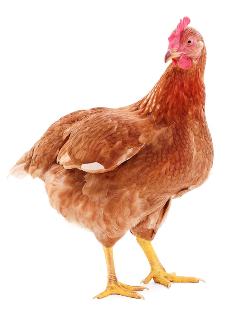 Poule brune isolée