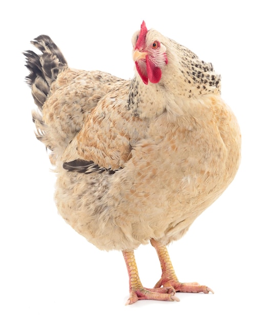 Poule brune isolée