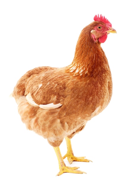 Poule brune isolée