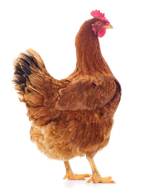 Poule brune isolée